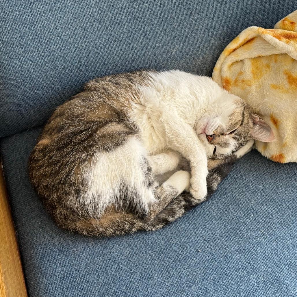 Enlarge Cinnabon, a Adoptable Domestic Short Hair in St. Paul, MN image 4/6