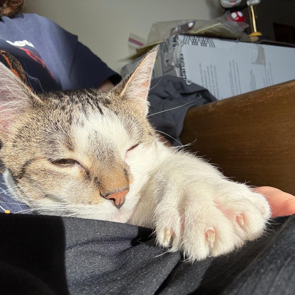 Enlarge Cinnabon, a Adoptable Domestic Short Hair in St. Paul, MN image 5/6