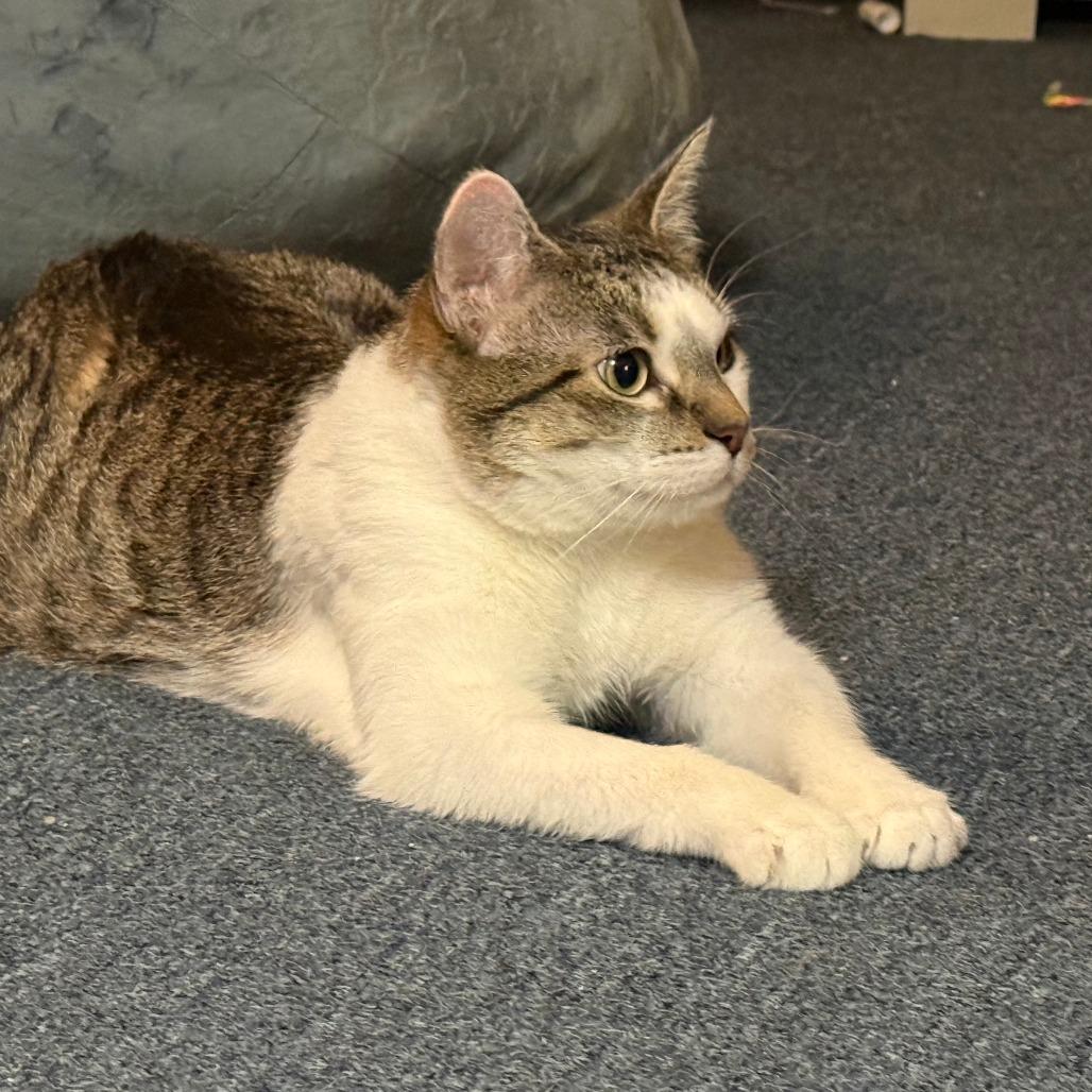 Enlarge Cinnabon, a Adoptable Domestic Short Hair in St. Paul, MN image 6/6