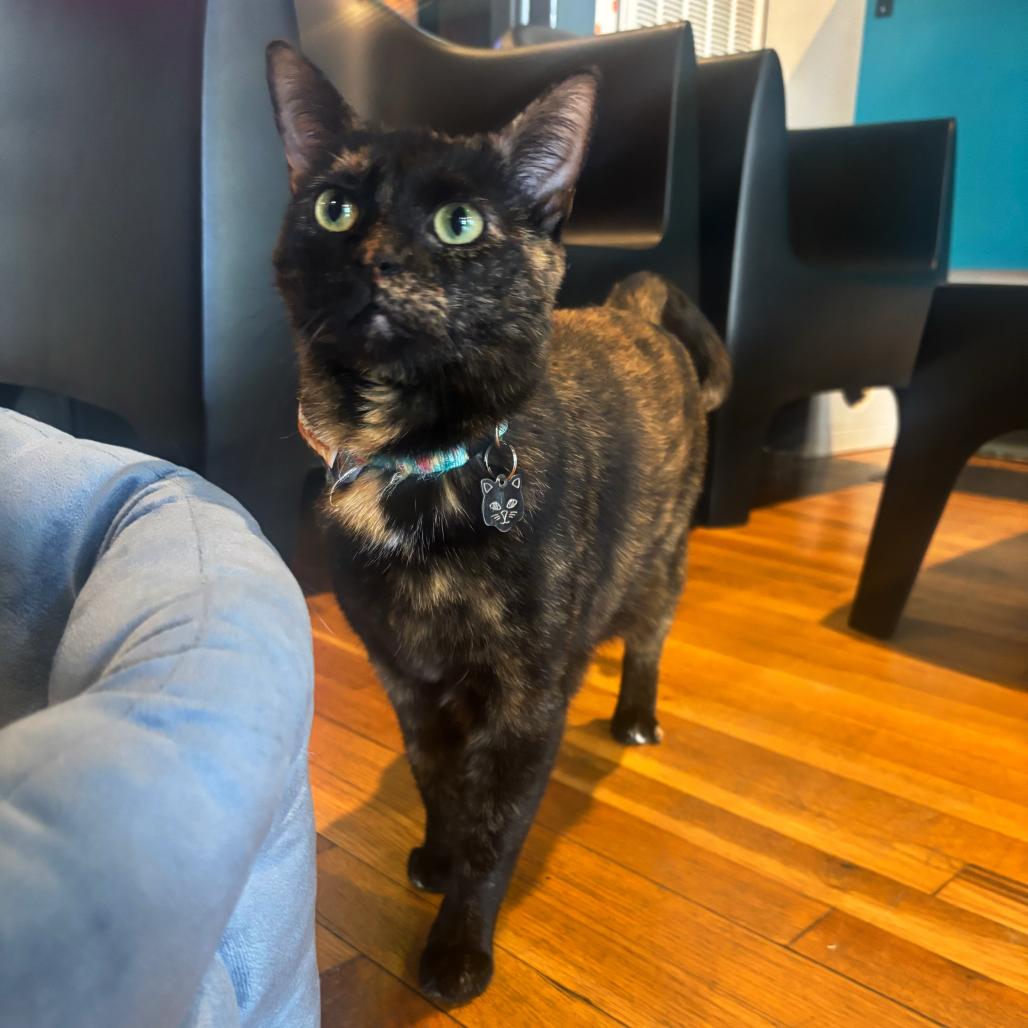 Fuego, adopted, Adult Female Domestic Short Hair.