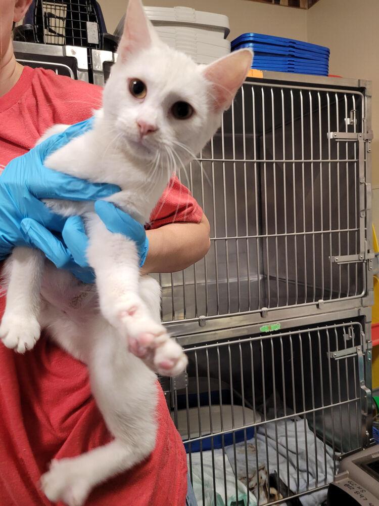 Enlarge Pinky, a Adoptable mixed breed in Linton, IN image 1/1