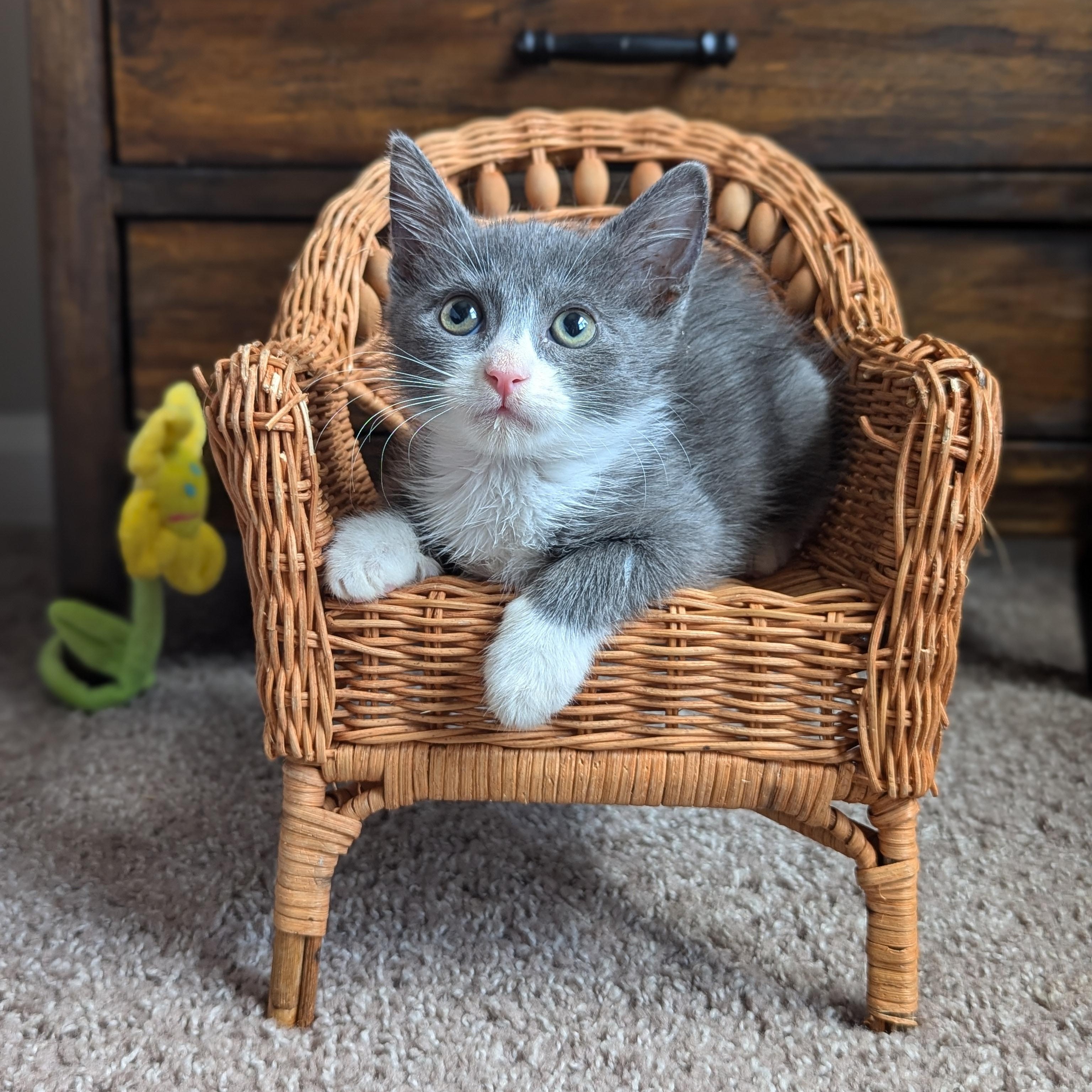 Meet Tweek Pink-Nosed Rebel Wand Toy Bandit and Purring Mastermind Every sibling group has a ring