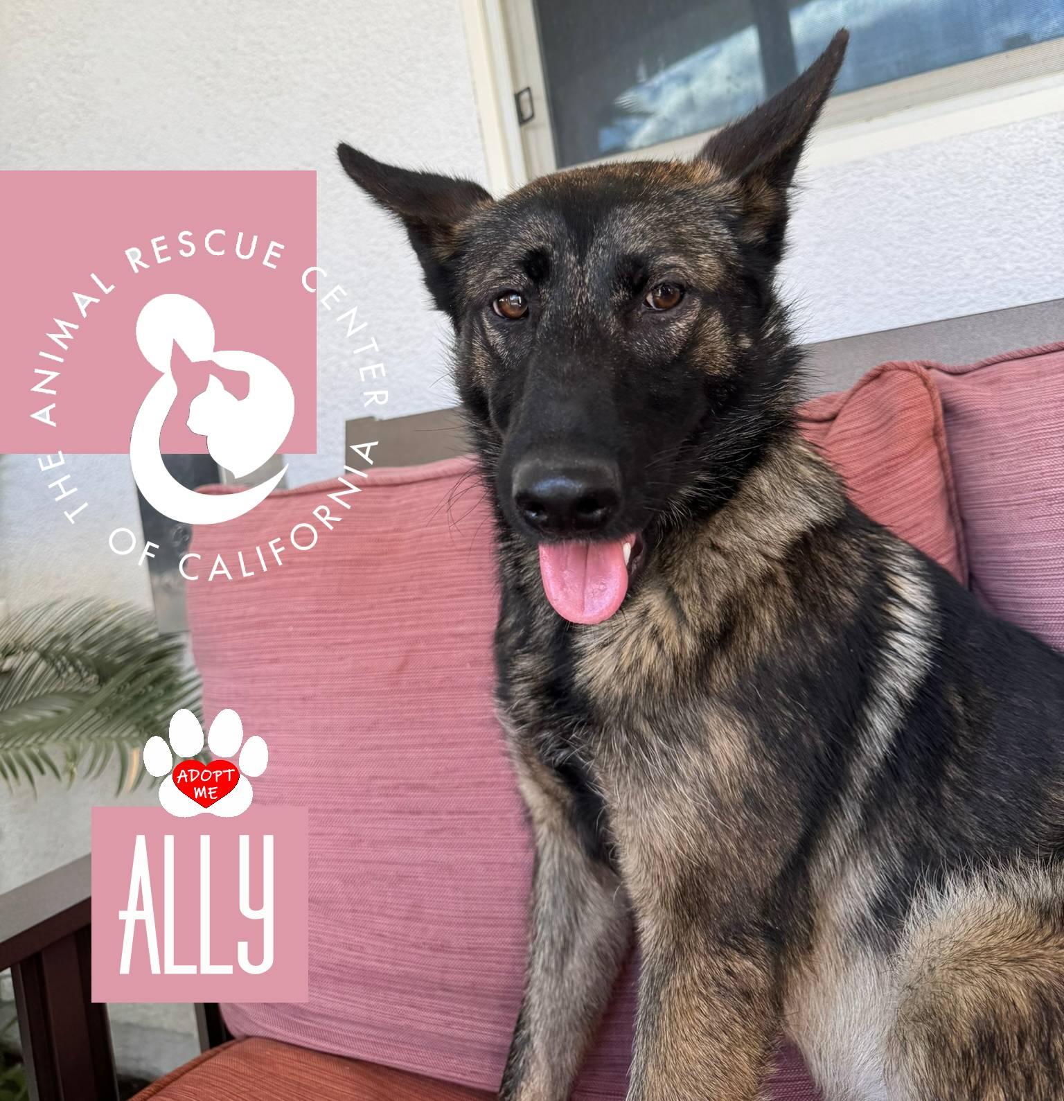Enlarge Ally, an adopted Belgian Shepherd / Malinois in Coachella, CA image 5/6