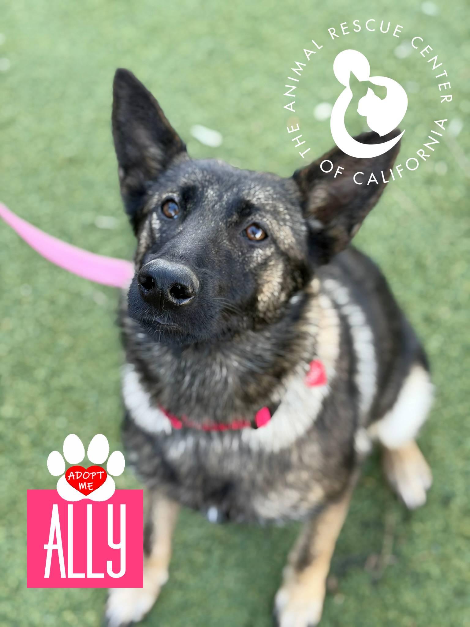 Enlarge Ally, an adopted Belgian Shepherd / Malinois in Coachella, CA image 3/6