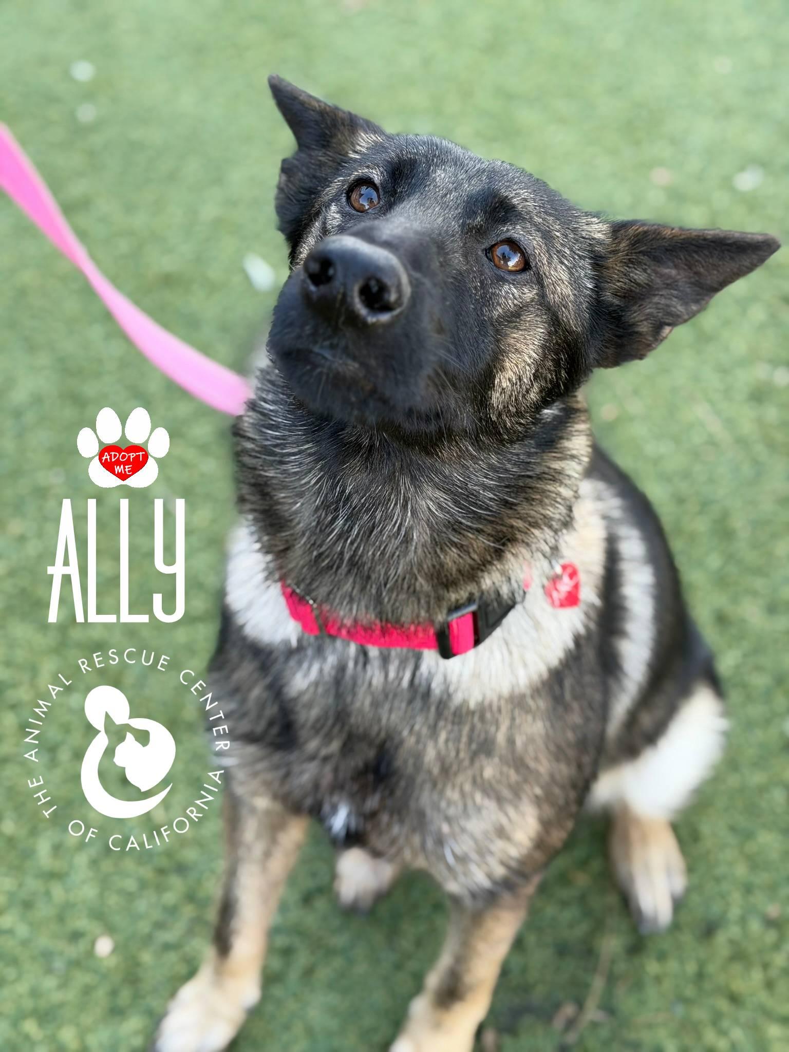 Enlarge Ally, an adopted Belgian Shepherd / Malinois in Coachella, CA image 2/6