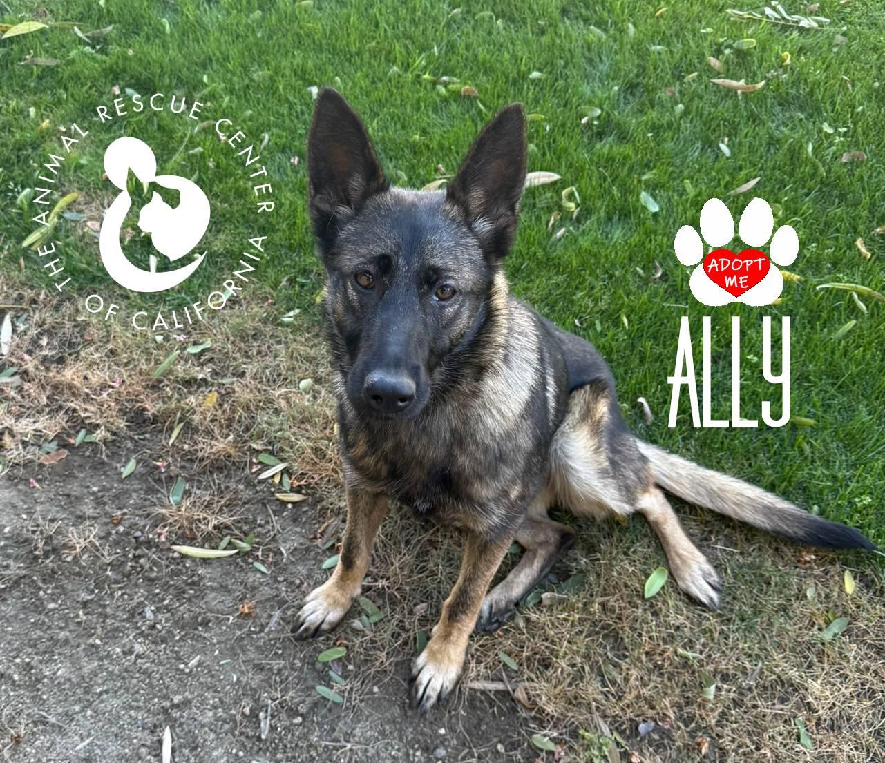 Enlarge Ally, an adopted Belgian Shepherd / Malinois in Coachella, CA image 6/6