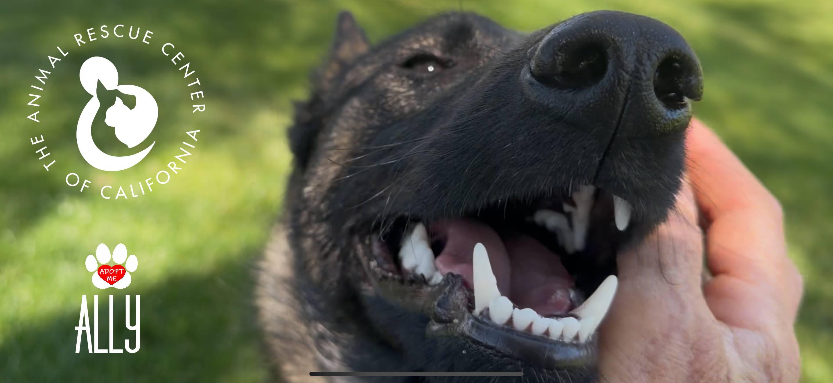 Enlarge Ally, an adopted Belgian Shepherd / Malinois in Coachella, CA image 4/6