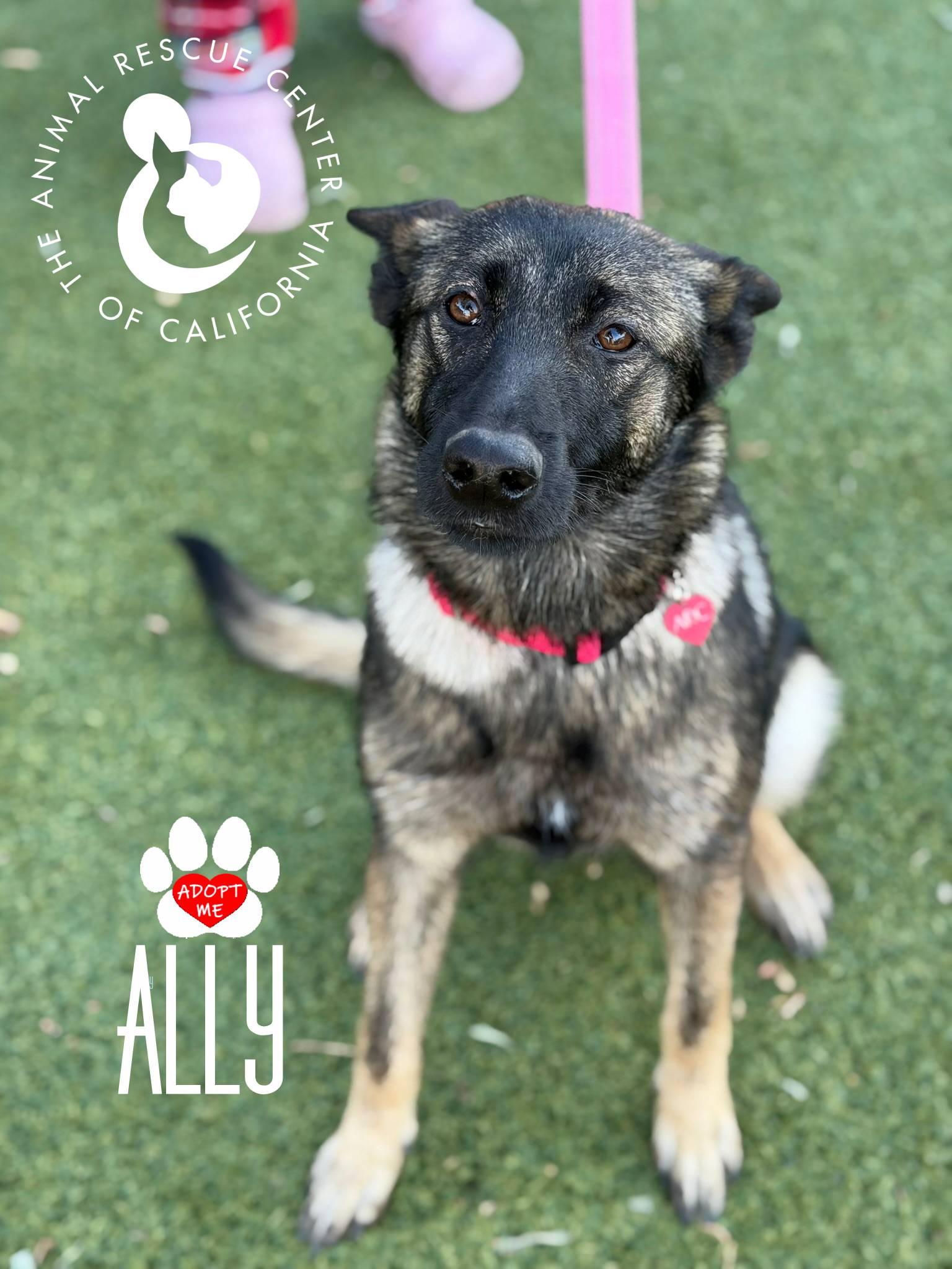 Enlarge Ally, an adopted Belgian Shepherd / Malinois in Coachella, CA image 1/6
