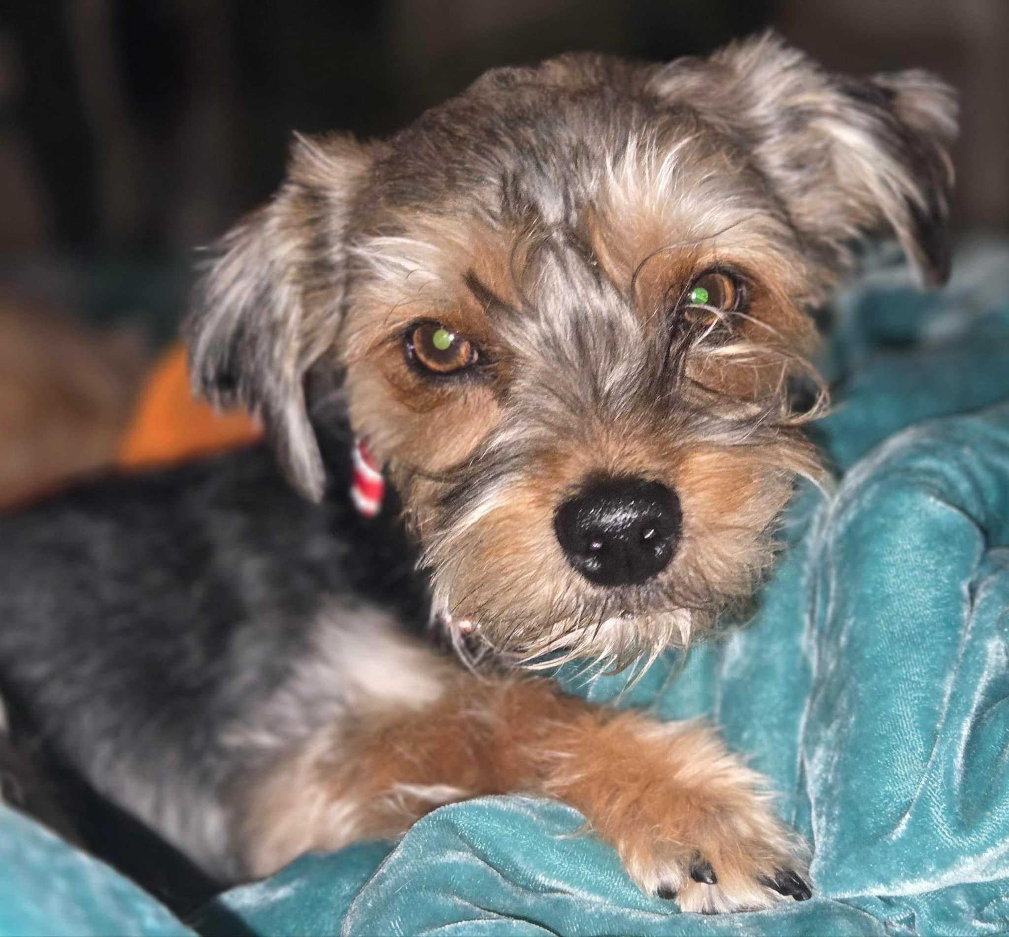 TOBY, Adopted, Young Male Yorkshire Terrier.