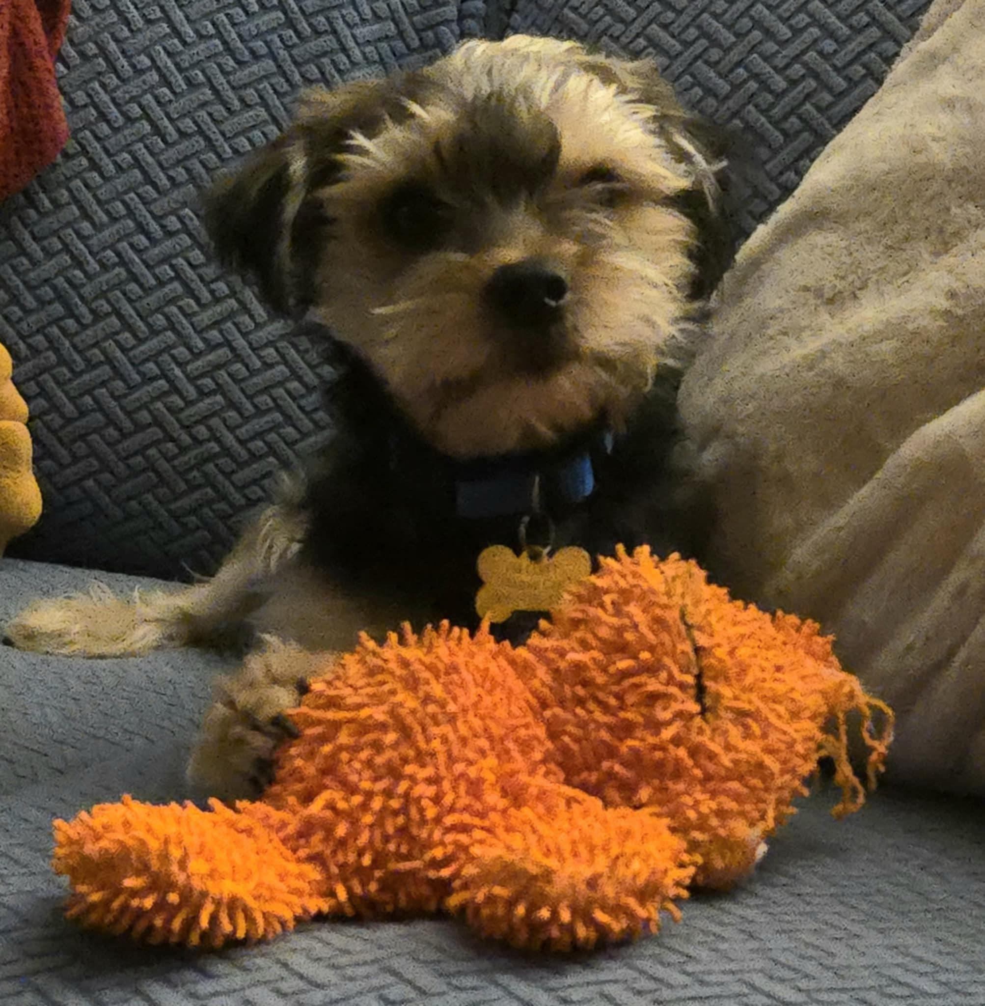 Enlarge TOBY, a Adopted Yorkshire Terrier in La Verne, CA image 2/5