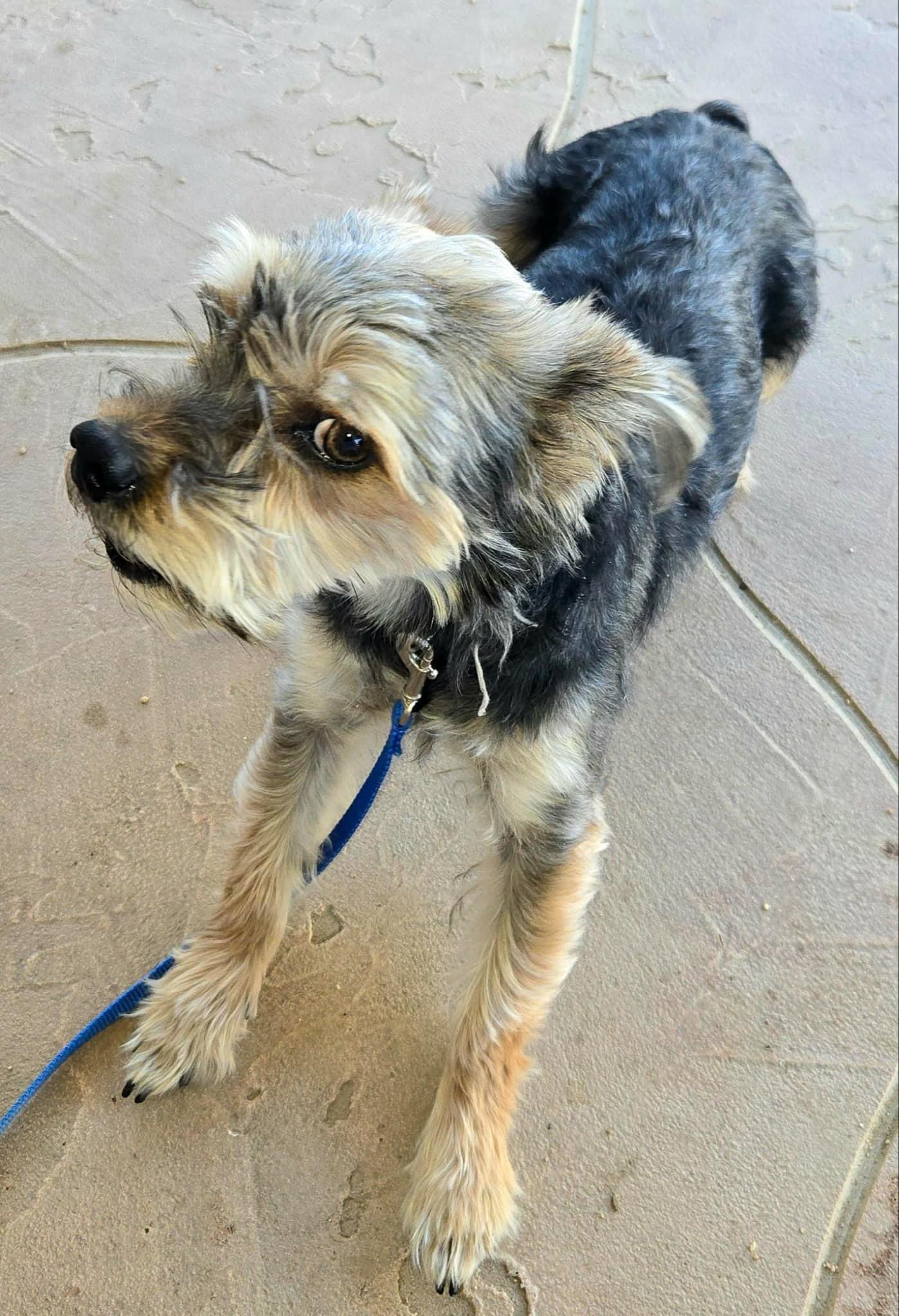 Enlarge TOBY, a Adopted Yorkshire Terrier in La Verne, CA image 3/5