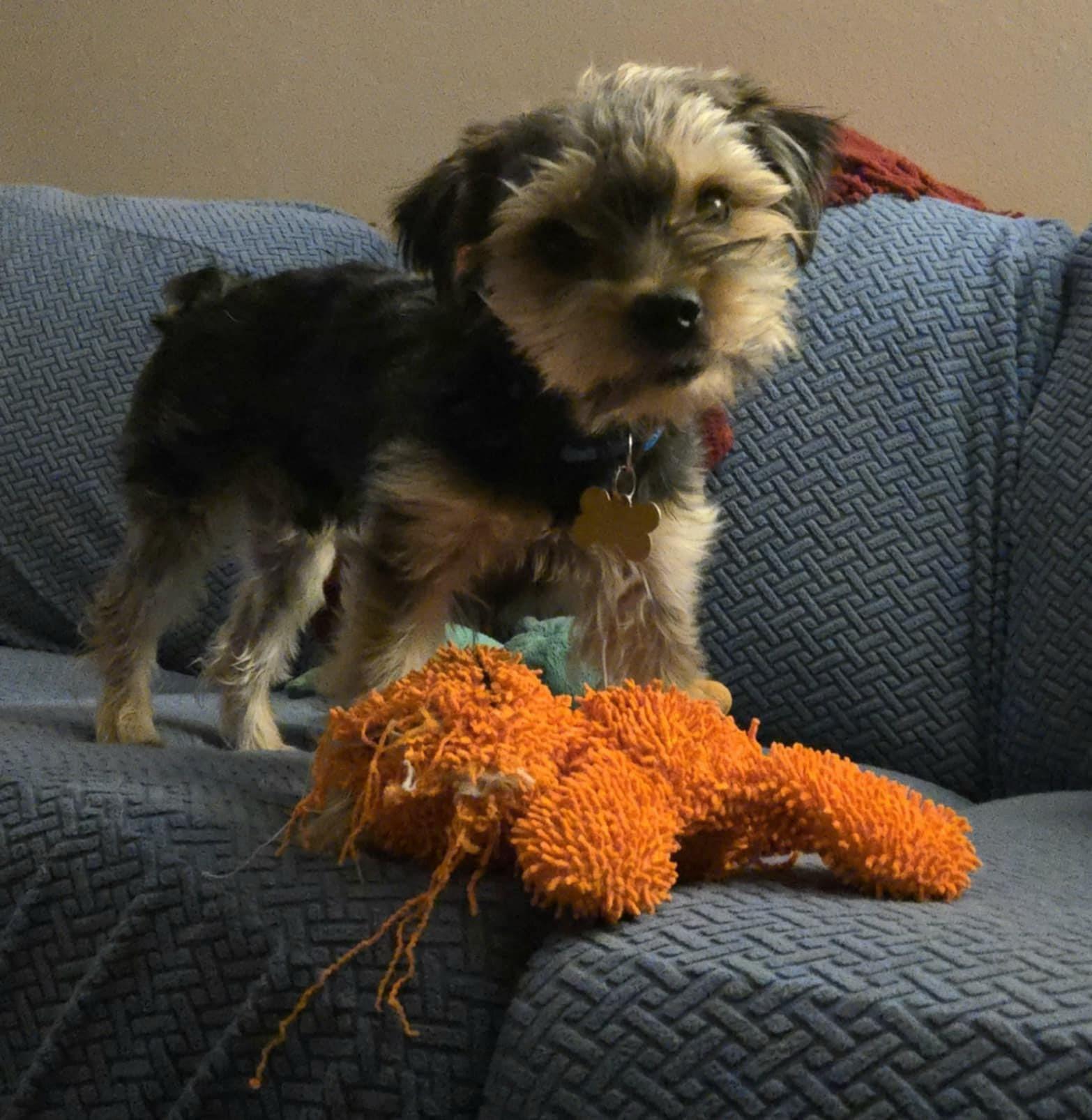 Enlarge TOBY, a Adopted Yorkshire Terrier in La Verne, CA image 4/5