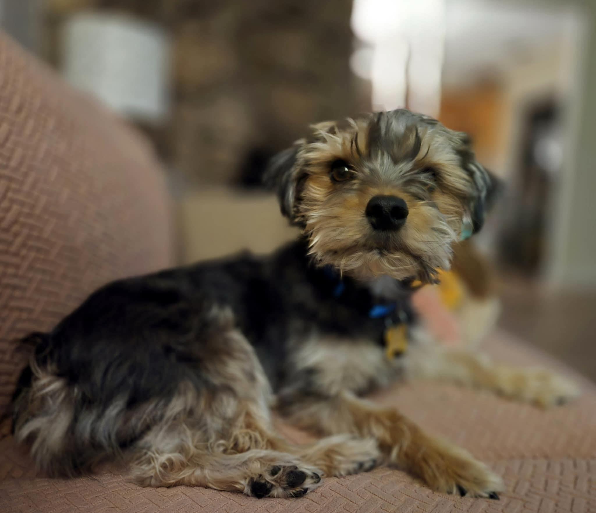 TOBY, Adopted, Young Male Yorkshire Terrier.