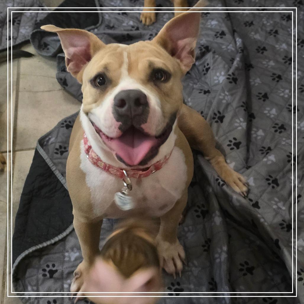 Enlarge Ransom, a Adoptable mixed breed in Chandler, AZ image 1/1