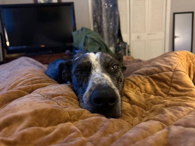 Enlarge KORA, a ADOPTABLE mixed breed in Aspen, CO image 6/6