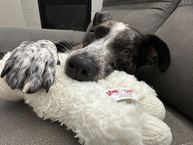 Enlarge KORA, a ADOPTABLE mixed breed in Aspen, CO image 5/6