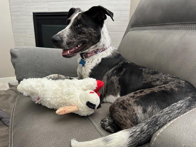 Enlarge KORA, a ADOPTABLE mixed breed in Aspen, CO image 3/6