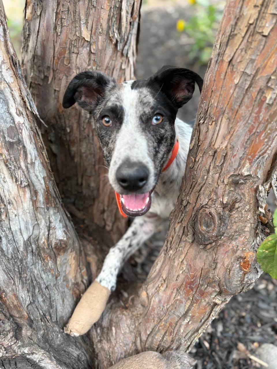 KORA, ADOPTABLE, Young Female Catahoula Leopard Dog.