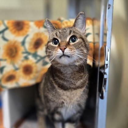 Cassoulet, Adoptable, Adult Female Domestic Short Hair & Domestic Short Hair.