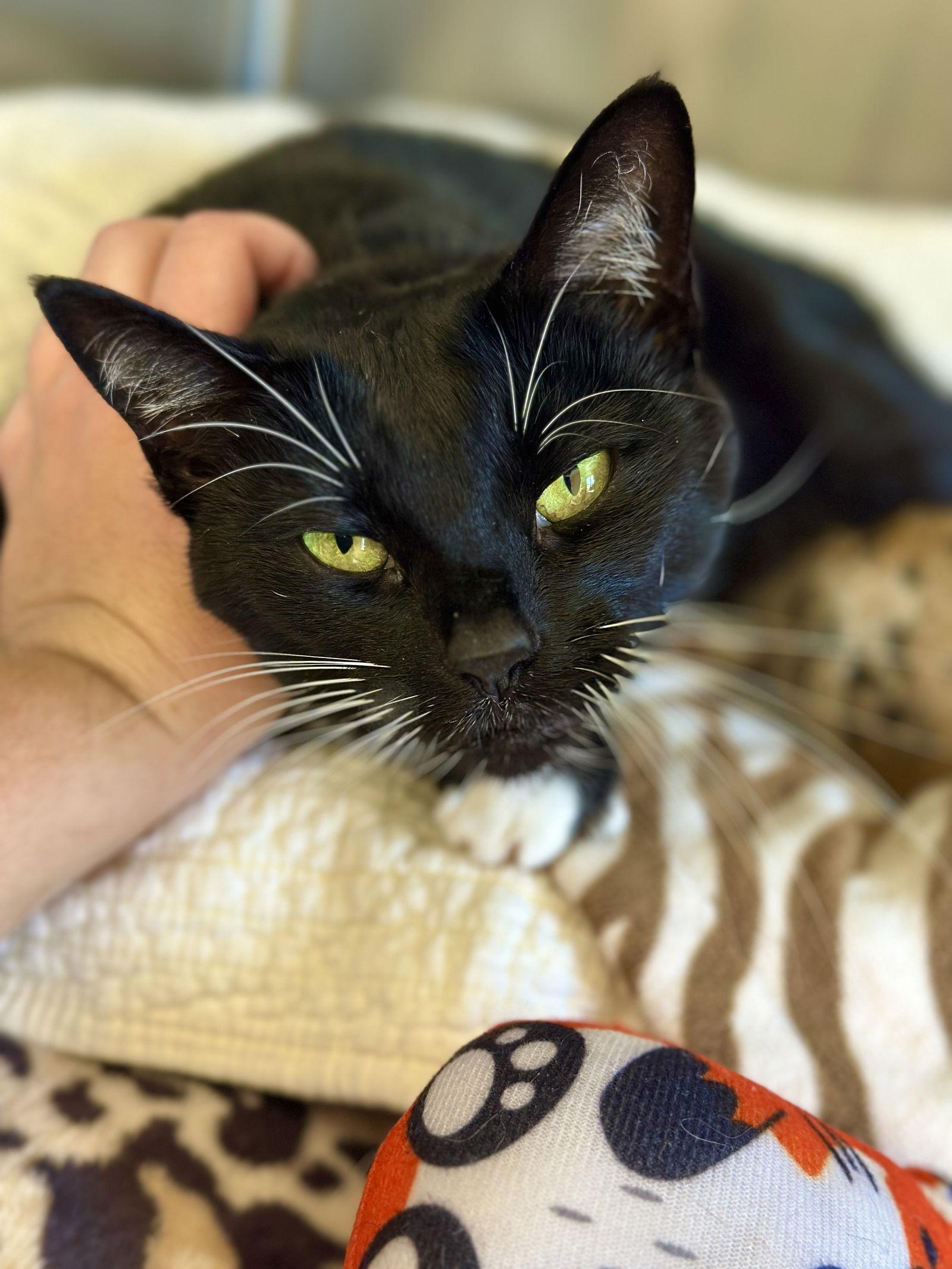 Valentina, Adoptable, Adult Female Domestic Short Hair.