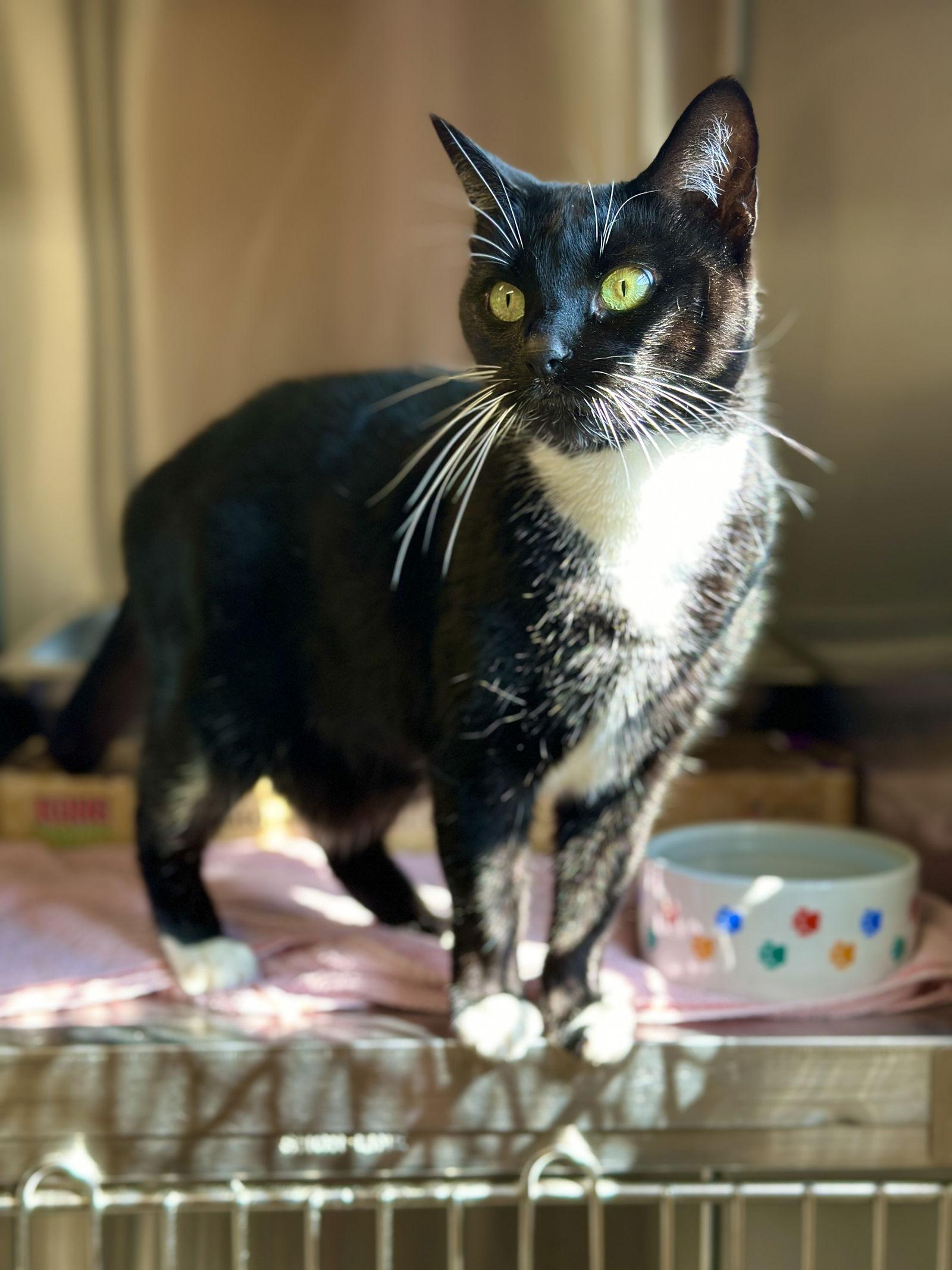 Enlarge Valentina, a Adoptable Domestic Short Hair in West Cornwall, CT image 2/3