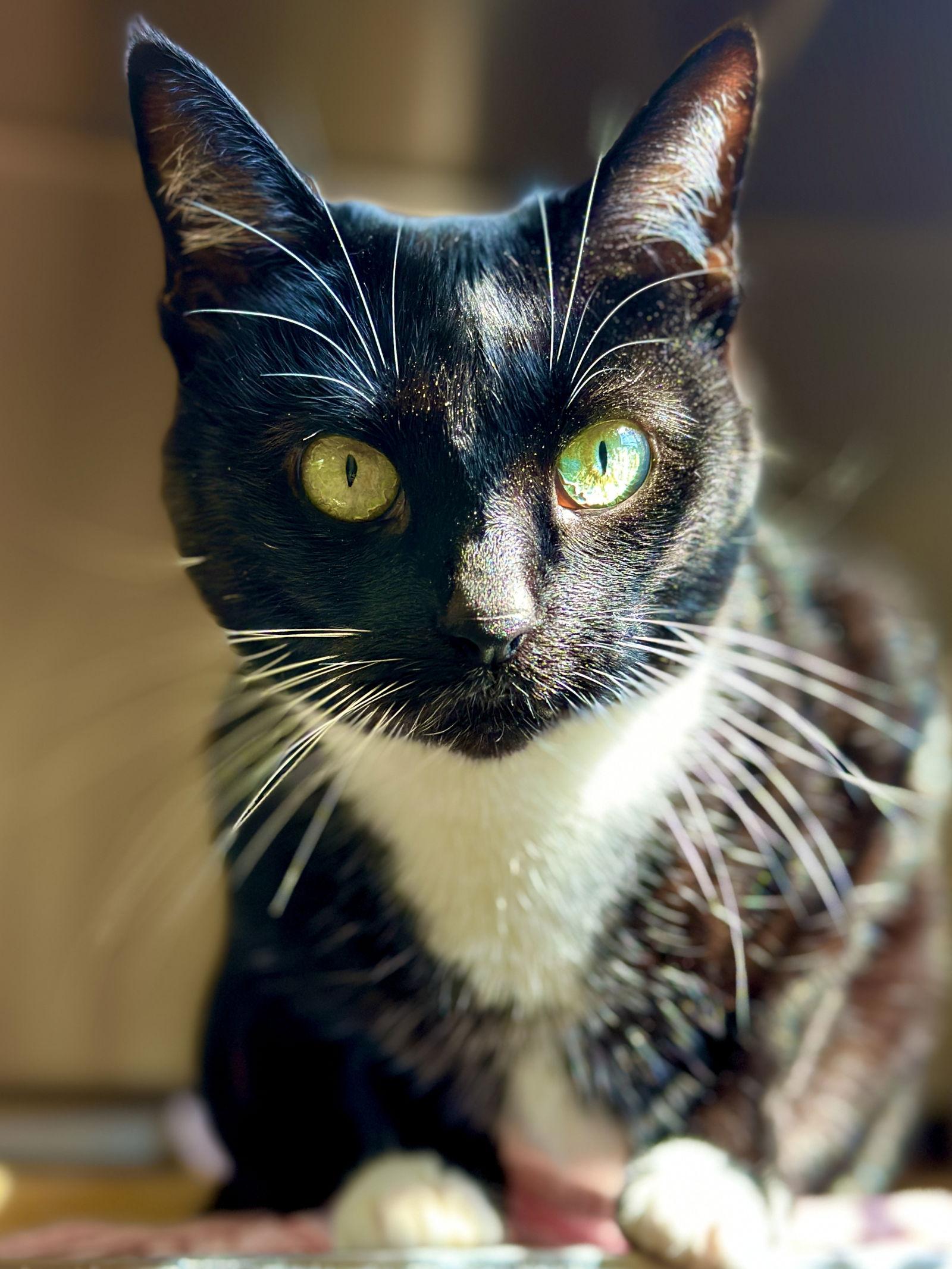 Enlarge Valentina, a Adoptable Domestic Short Hair in West Cornwall, CT image 3/3