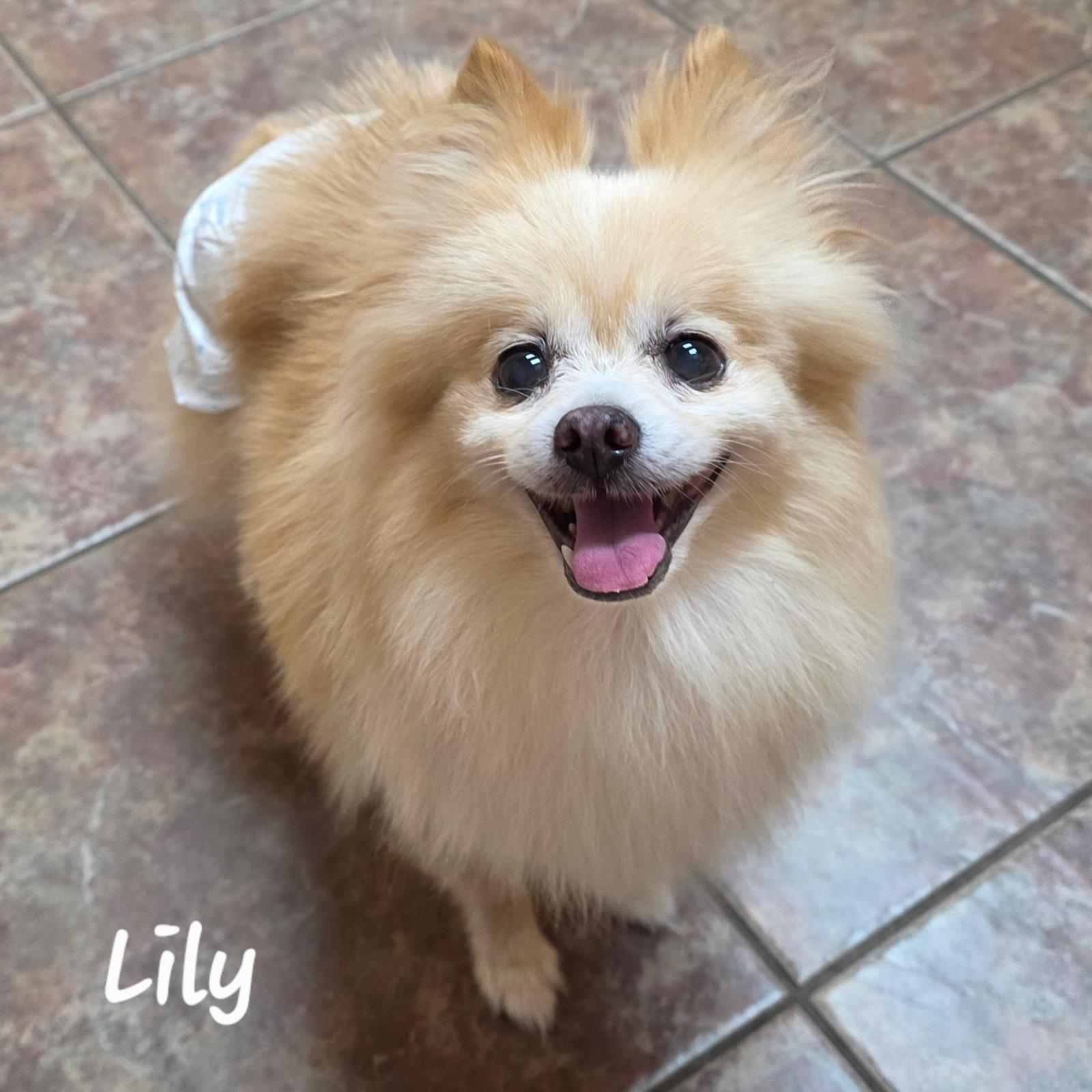 Lily - Houston, Adoptable, Adult Female Pomeranian.