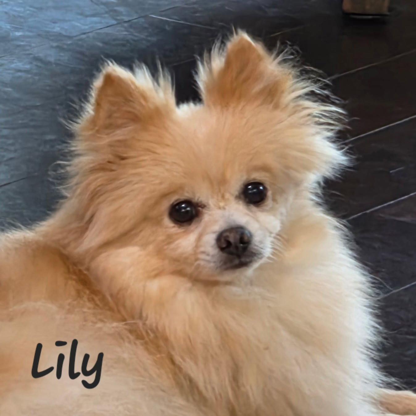 Lily - Houston, a Adoptable Pomeranian in Garland, TX image 2/2