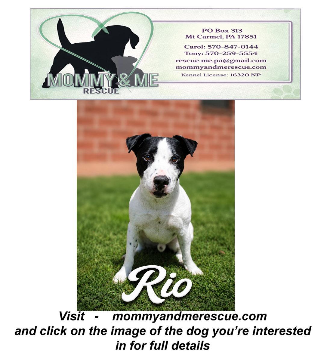 Rio, Adoptable, Adult Male Jack Russell Terrier & Cattle Dog.