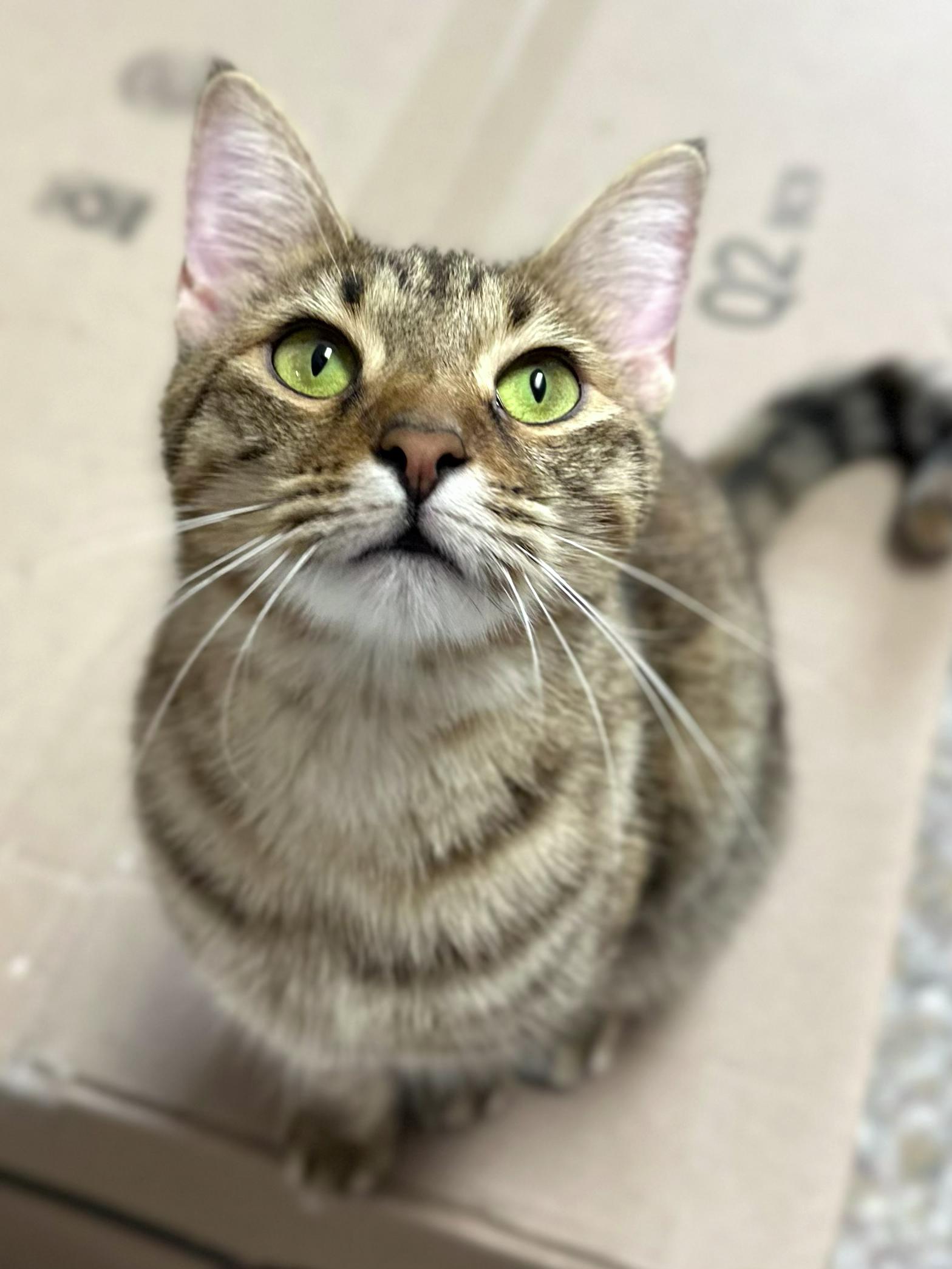 Enlarge Haha, a Adoptable Domestic Short Hair in Fairhope, AL image 1/3