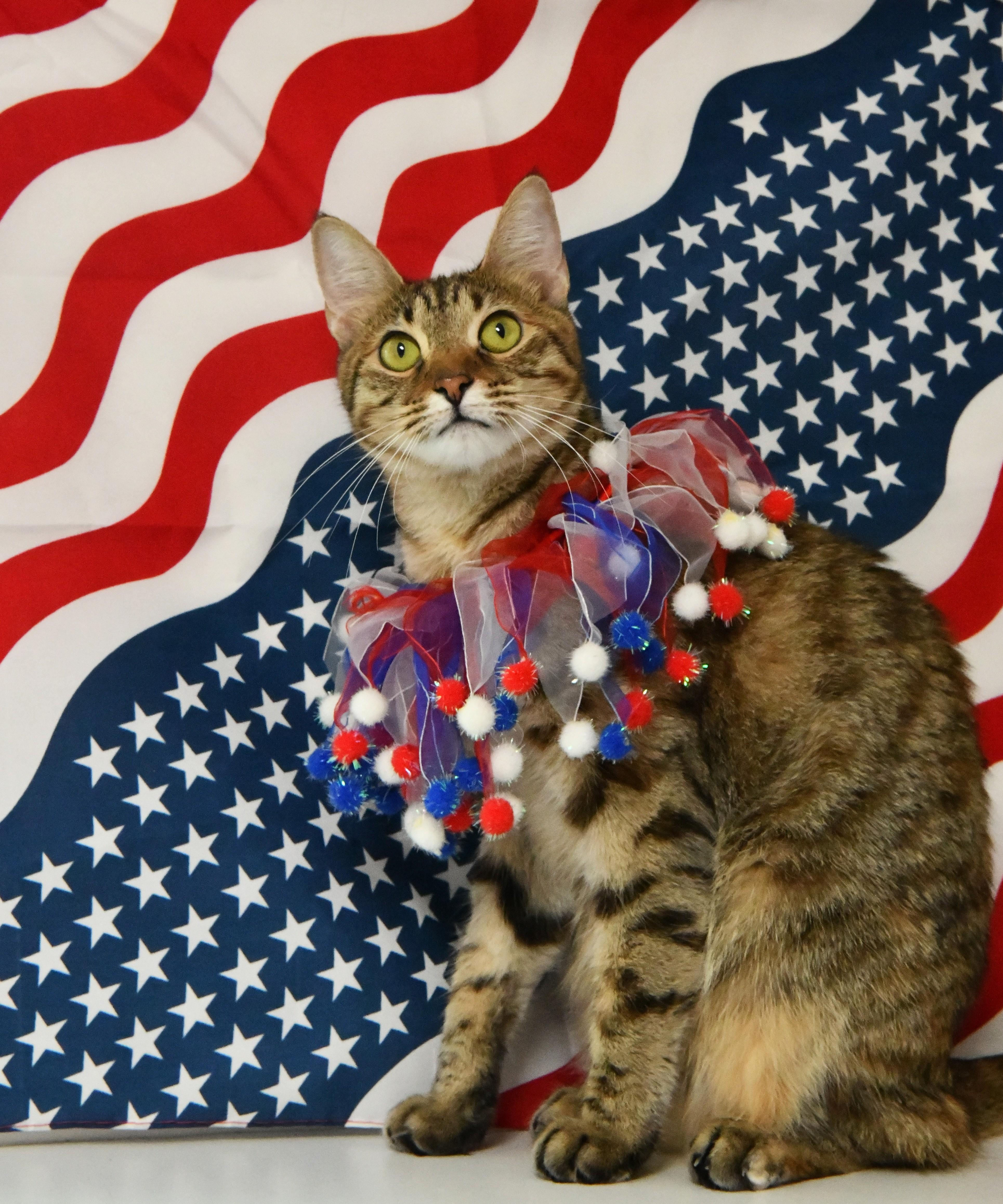 Haha, ADOPTABLE, Young Female Domestic Short Hair.