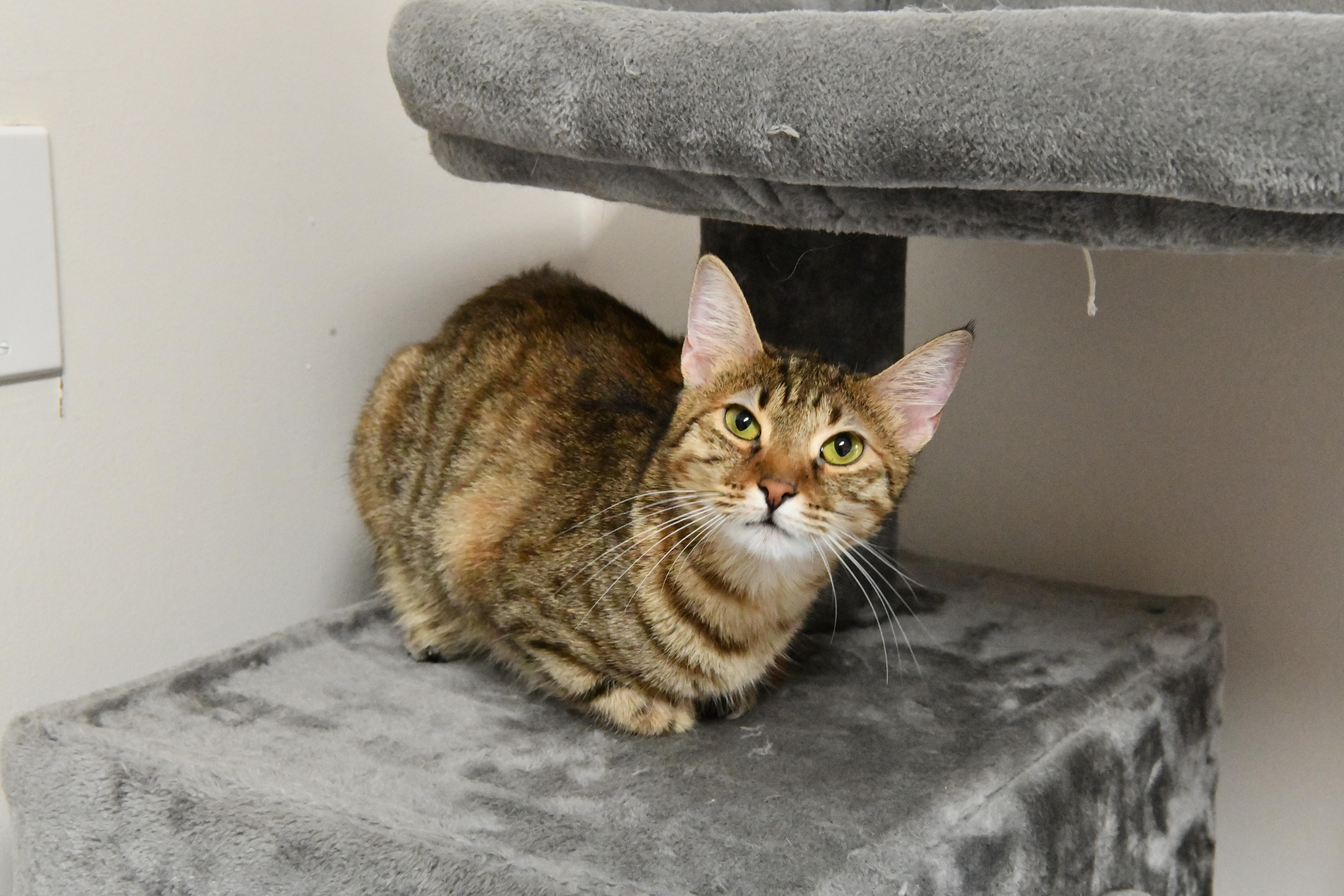 Enlarge Haha, a ADOPTABLE Domestic Short Hair in Fairhope, AL image 2/2