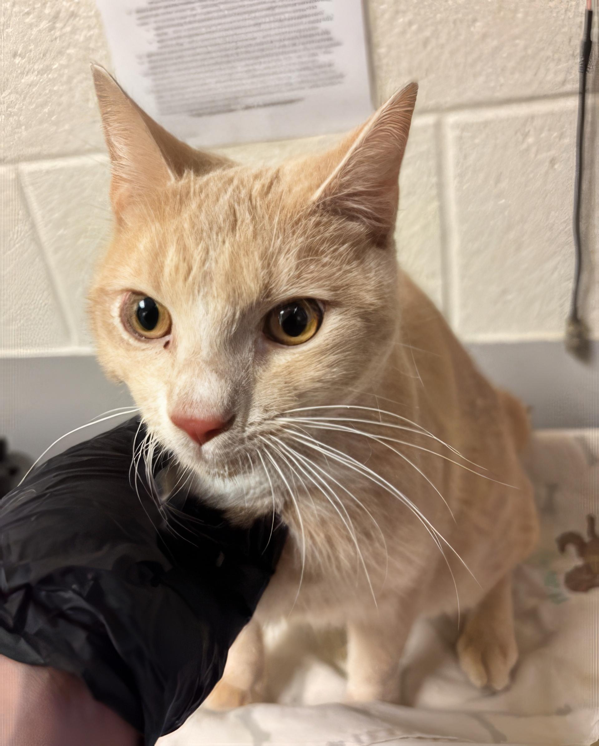 Gabe, adopted, Young Male Domestic Short Hair.