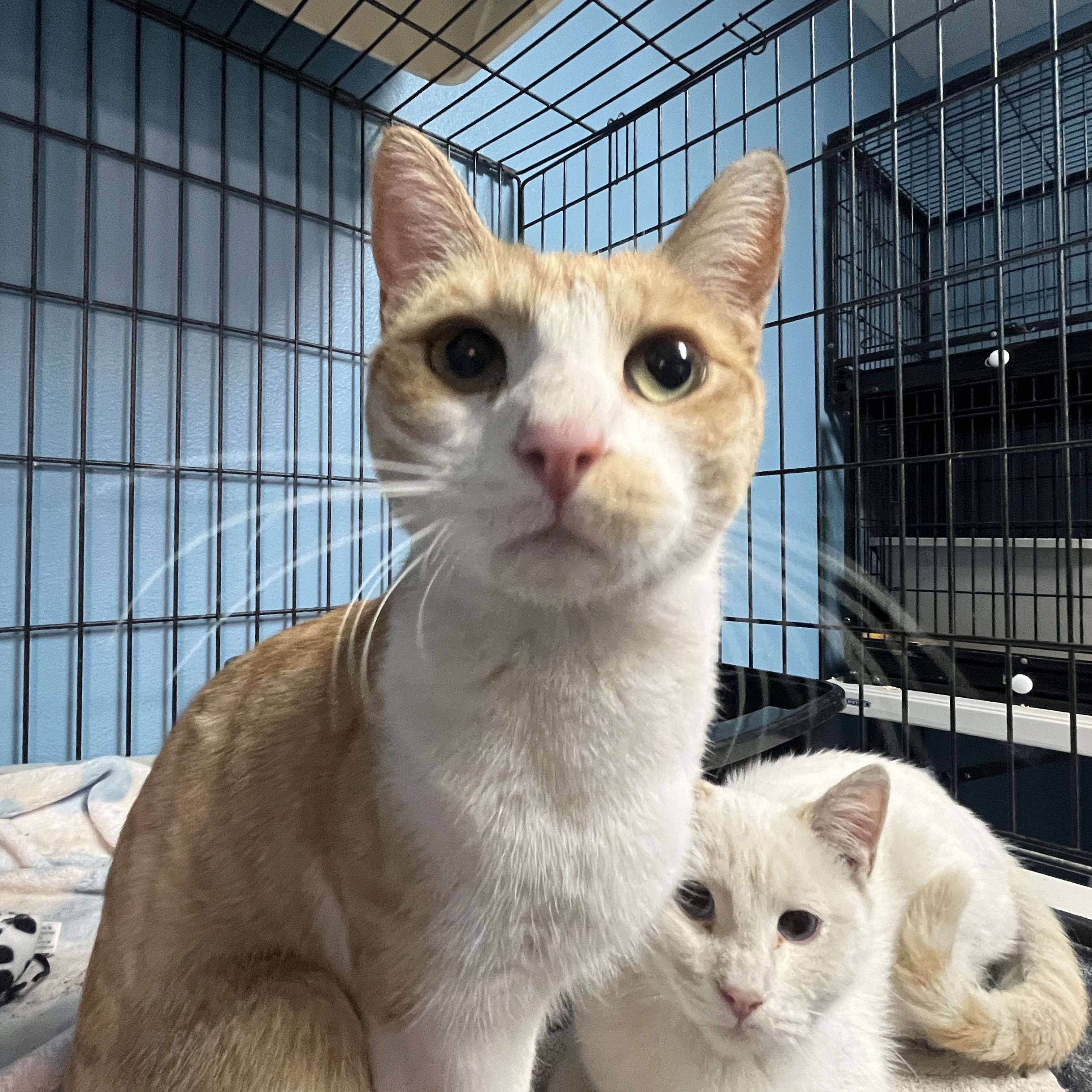 Cat for adoption Waffles, an American Shorthair Mix in St. UT