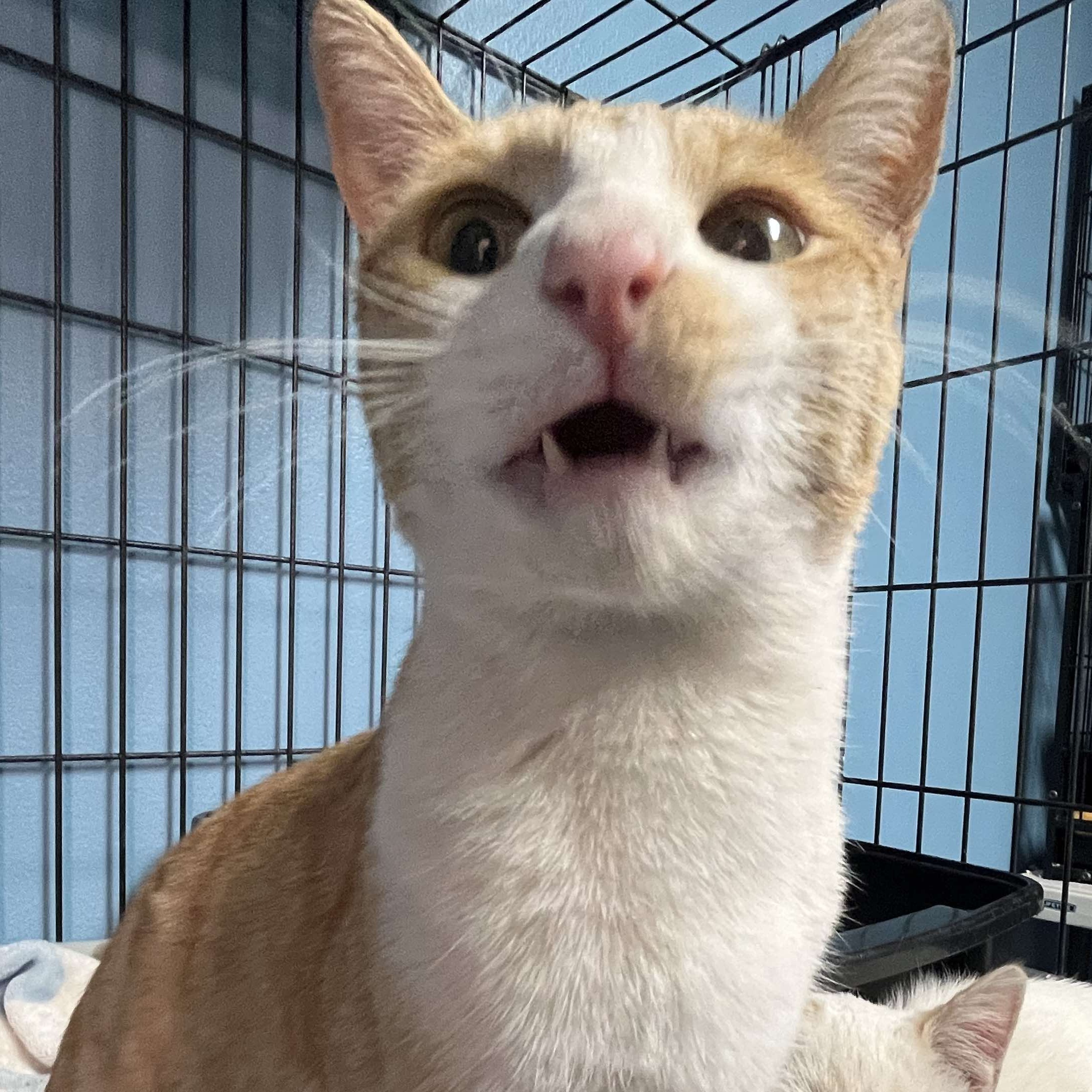 Cat for adoption Waffles, an American Shorthair Mix in St. UT