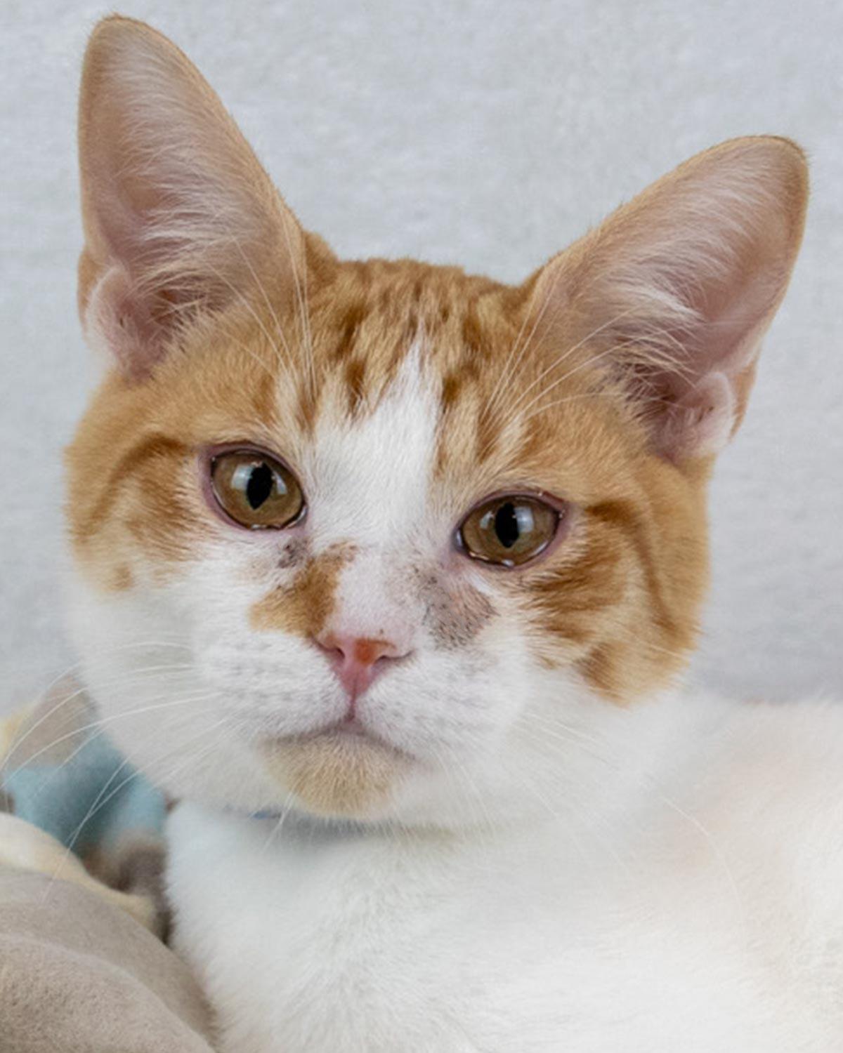 Enlarge Stitch, a Adoptable Domestic Short Hair in Kennesaw, GA image 1/6
