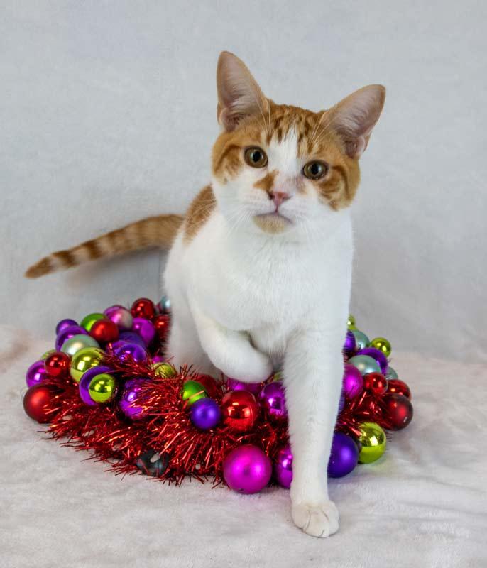 Enlarge Stitch, a Adoptable Domestic Short Hair in Kennesaw, GA image 2/6