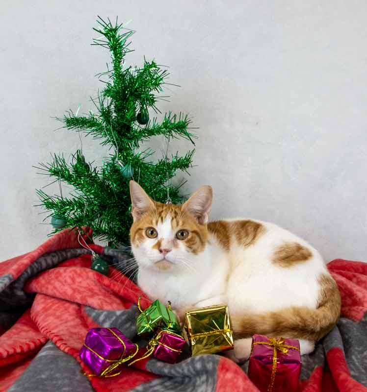 Enlarge Stitch, a Adoptable Domestic Short Hair in Kennesaw, GA image 3/6