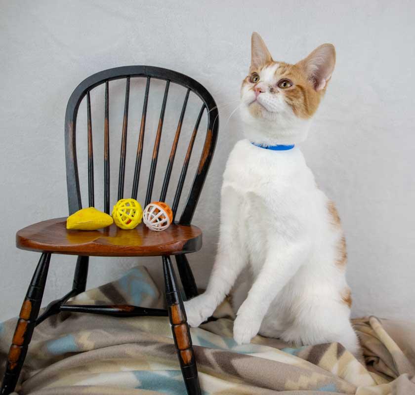 Enlarge Stitch, a Adoptable Domestic Short Hair in Kennesaw, GA image 5/6