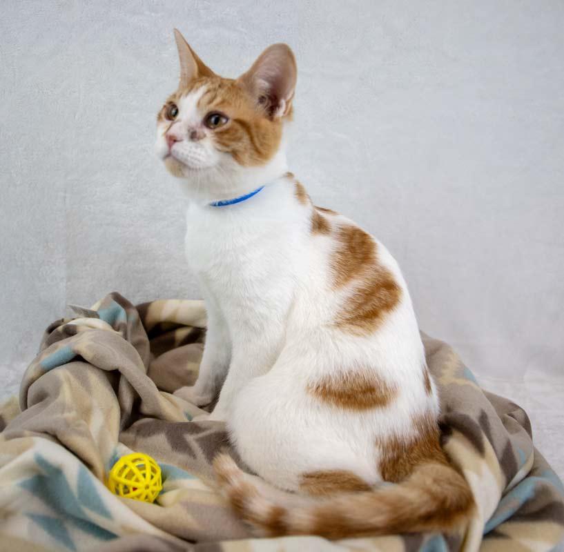 Enlarge Stitch, a Adoptable Domestic Short Hair in Kennesaw, GA image 6/6