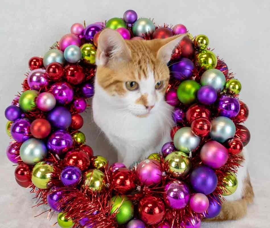 Enlarge Stitch, a Adoptable Domestic Short Hair in Kennesaw, GA image 4/6