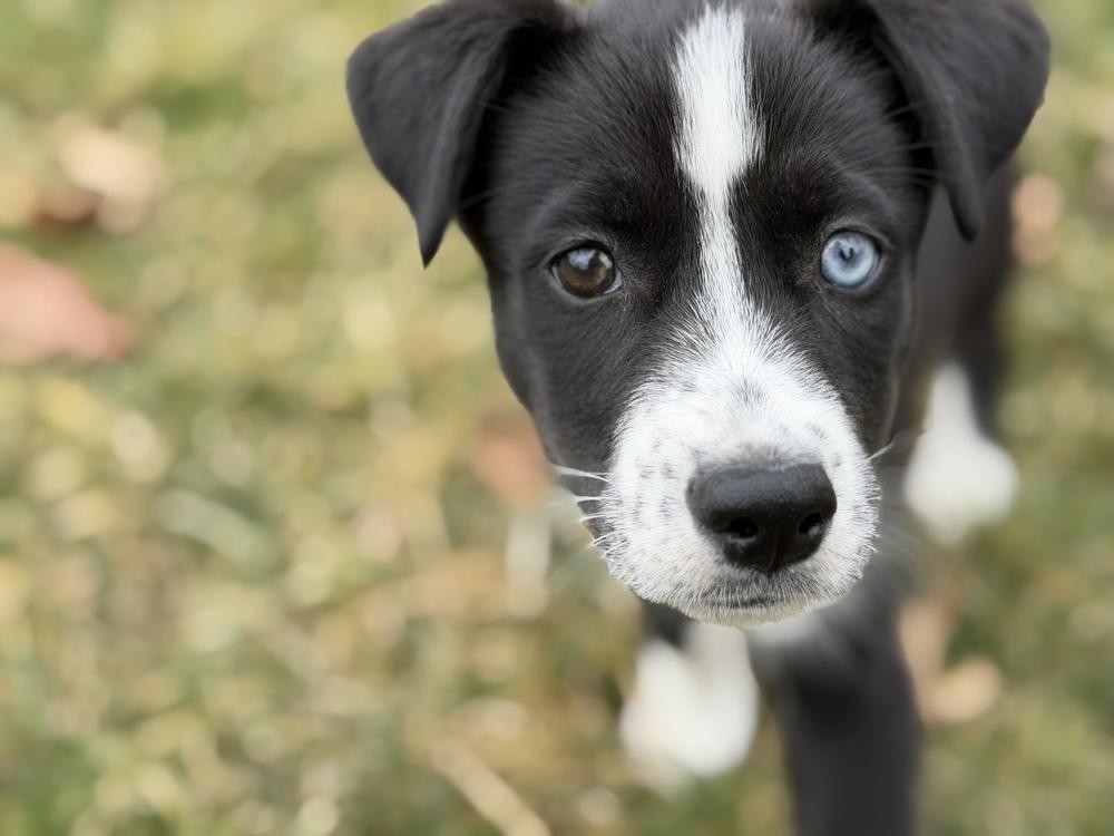 Enlarge One Piece Litter - Nami, a Adoptable mixed breed in Columbus, OH image 1/6