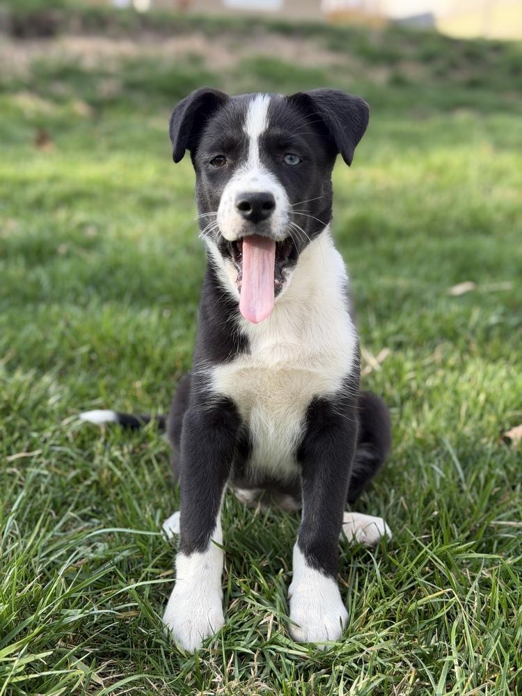 Enlarge One Piece Litter - Nami, a Adoptable mixed breed in Columbus, OH image 2/6