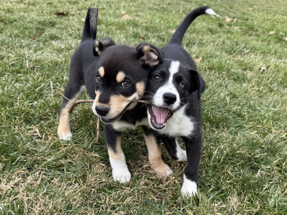 Enlarge One Piece Litter - Nami, a Adoptable mixed breed in Columbus, OH image 3/6