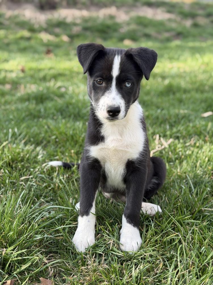 Enlarge One Piece Litter - Nami, a Adoptable mixed breed in Columbus, OH image 4/6