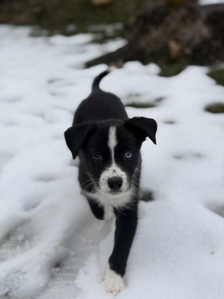 Enlarge One Piece Litter - Nami, a Adoptable mixed breed in Columbus, OH image 5/6