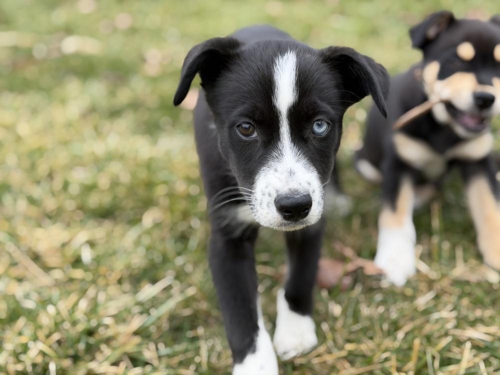 Enlarge One Piece Litter - Nami, a Adoptable mixed breed in Columbus, OH image 6/6