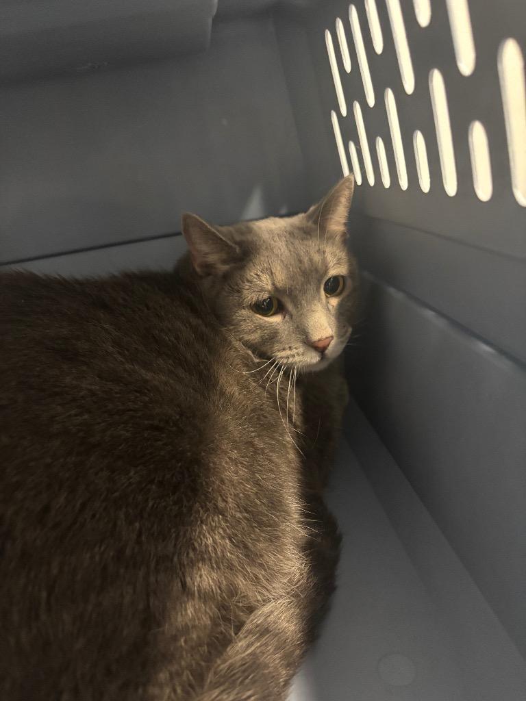 Tootie, Adoptable, Senior Male Domestic Short Hair.