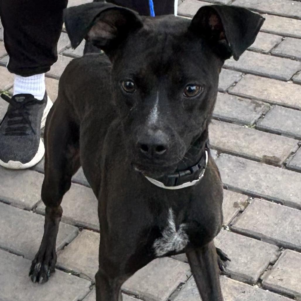 Michonne, Adoptable, Young Female Terrier.