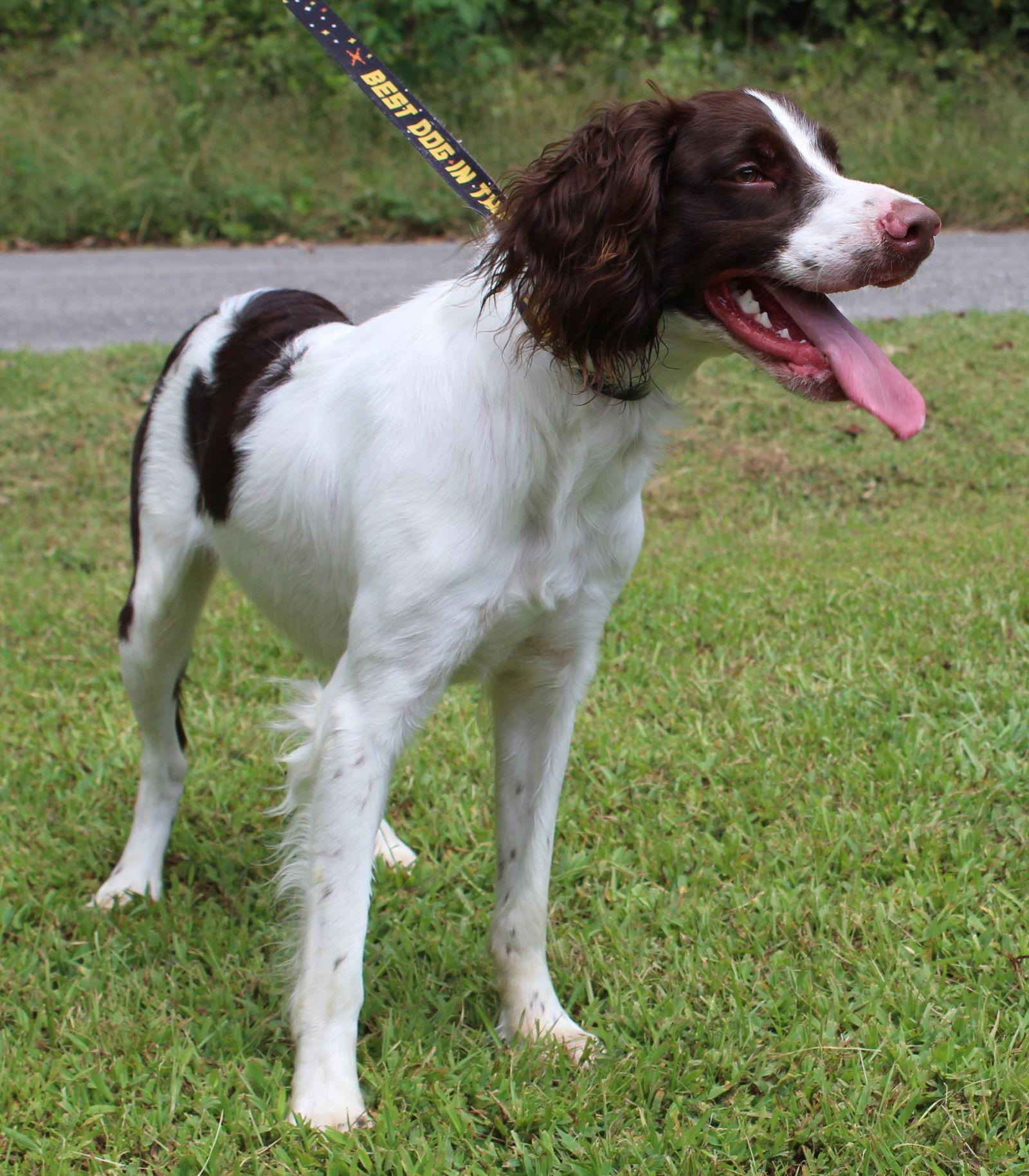 Enlarge Saban 42359, a Adopted English Springer Spaniel in Prattville, AL image 1/3